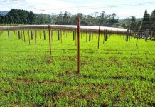 Desenvolvimento Rural: Prefeitura de Cocal do Sul entrega 144 sacas de sementes de aveia e azevém aos produtores rurais