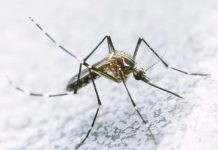 Vigilância em Saúde alerta população para o Combate à Dengue