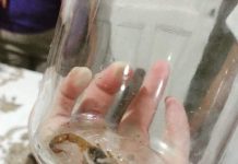 Vigilância alerta para presença de Escorpião Amarelo