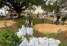 Agricultores de Içara recebem 700 mudas frutíferas