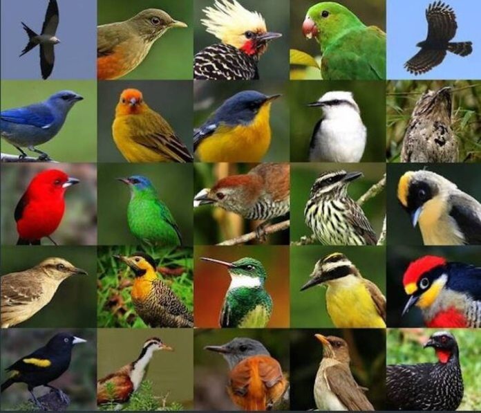aves