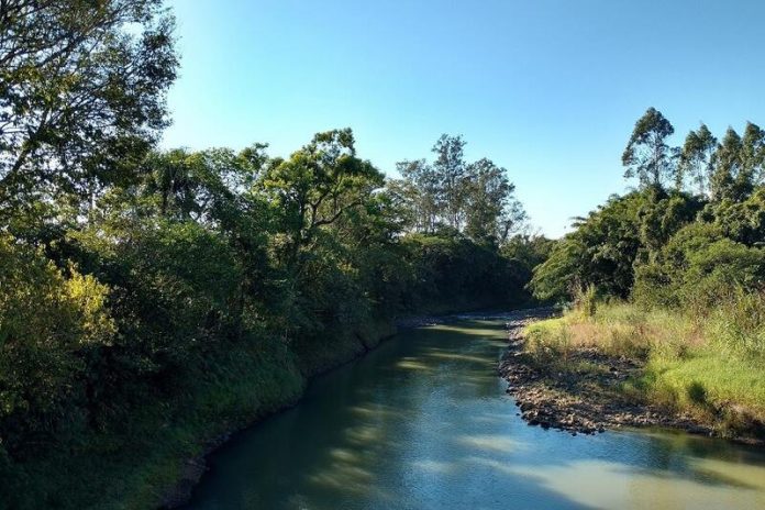 Dia da Árvore - Comitês do Sul do estado