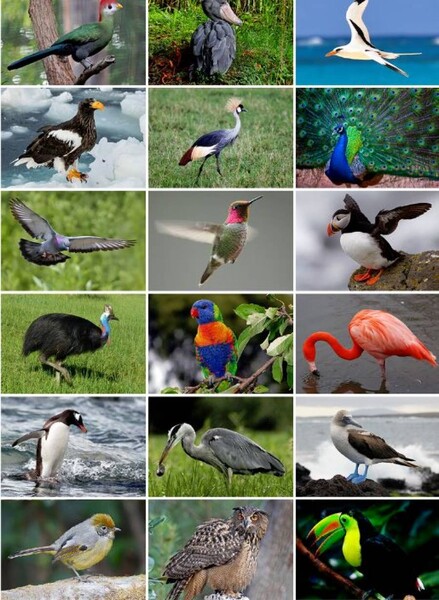 aves