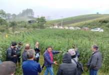 Dia de Campo foi realizado para compartilhar conhecimento sobre o Sistema de Plantio Direto de Hortaliças