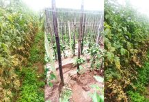 Agricultores de São Ludgero que tem Pronaf Custeio Agropecuário procurem a Epagri para oficializar subsídio de juros