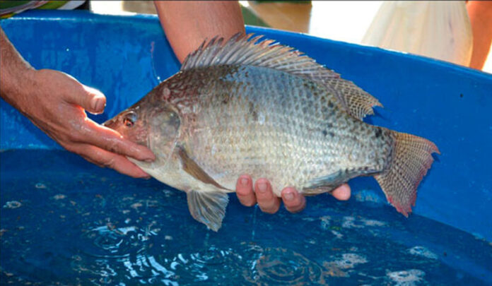 feira do peixe vivo