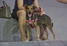 Nova Veneza abre 100 vagas para castração de cães e gatos