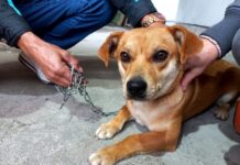 Governo de Cocal do Sul já investiu R$ 273 mil reais no programa de castração de animais