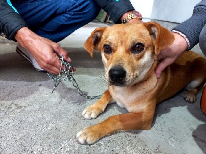cocal-do-sul-animais-castrados
