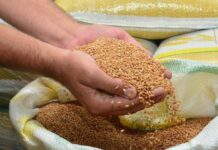 Setembro regista alta nos preços pagos aos produtores catarinenses de grãos e de carnes