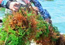 Estudo da Epagri comprova: macroalgas cultivadas em SC são boas captadoras de carbono da atmosfera