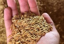Epagri multiplica no Maranhão as sementes de um novo cultivar de arroz