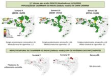 11ª semana de monitoramento da cigarrinha-do-milho detecta infecção com vírus e ausência de bactérias