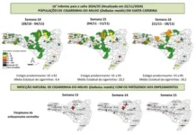 Incidência de cigarrinhas-do-milho cresce em média 65% em SC, aponta 16º Boletim do Monitoramento