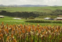 Preços do milho e da soja continuam em alta, enquanto os do feijão caem em SC