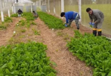 Epagri desenvolve rúcula para cultivo orgânico: conheça a SCS382 Simone