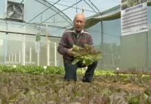 Epagri desenvolve alface para cultivo orgânico: conheça a SCS383 Giseli