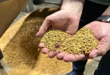Depois de um ano desafiador, indústrias de arroz mantêm otimismo para 2025
