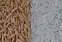Epagri lança nova variedade de arroz irrigado que se destaca pela alta produtividade