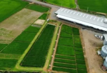 SC abre a colheita de arroz no dia 31 de janeiro com expectativa de produzir mais de 1,2 bilhão de toneladas
