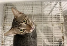 Mais de 70 castrações são realizadas por mês no Balneário Rincão