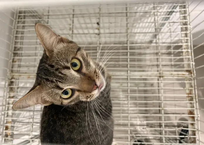 Castração Balneário Rincão_Lucas Sabino (1)