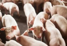 Boletim Agropecuário de fevereiro apresenta recorde na exportação da carne suína em janeiro