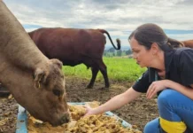 Epagri de Lages estuda o uso do bagaço da maçã na pecuária de corte