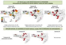 Monitoramento da cigarrinha-do-milho alerta: incidência do inseto segue alta em SC