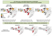 Monitoramento da cigarrinha-do-milho alerta: incidência do inseto segue alta em SC