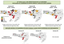 Cigarrinha-do-Milho: Monitoramento aponta redução na incidência do inseto
