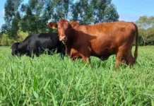 Epagri monitora a emissão de gases do efeito estufa na pecuária de SC