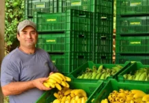 Santa Catarina registra desvalorização no preço pago ao produtor da banana-caturra