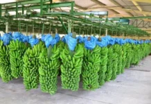 Pecuária é destaque no agronegócio catarinense em 2024