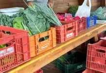 Estagiários da Prefeitura de Morro da Fumaça passam a receber vale-feira para uso na Feira da Agricultura Familiar