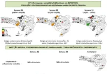 Santa Catarina registra crescimento populacional de cigarrinhas-do-milho, com baixa infecção bacteriana