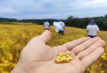 Produção de soja em Santa Catarina cresceu 275% nos últimos doze anos