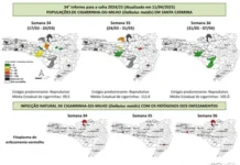 Monitoramento da cigarrinha-do-milho detecta bactéria do enfezamento-pálido em Santa Catarina