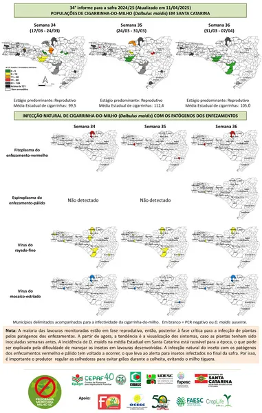 Monitora Milho SC - 34° INFORME - safra 2024.25