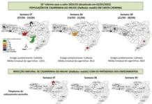 SC se aproxima do final da safra de milho com baixos índices de infecção bacteriana