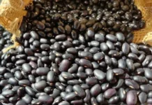 Produção cresce e mercado oscila: Boletim Agropecuário de maio destaca cenário do agro em Santa Catarina