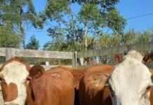 Leilão de animais da 7ª Feira Agropecuária de Tubarão alia excelência do rebanho à tecnologia de transmissão