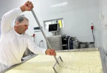 Epagri coloca os queijos artesanais catarinenses na vitrine