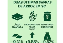 Preço do arroz cai mais de 30% em Santa Catarina e segundo semestre será desafiador para o setor