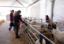 7ª Feira Agropecuária de Tubarão bate recorde de público e de negócios e se consolida como referência no agro catarinense