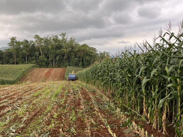 Agricultura Urussanga_11zon_11zon
