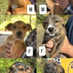 Cães Combea 2