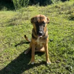 Cão Combea 1