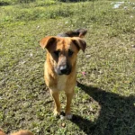 Cão Combea 3