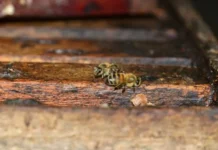 Orleans sedia no dia 16 o VI Seminário Sul Catarinense de Apicultura